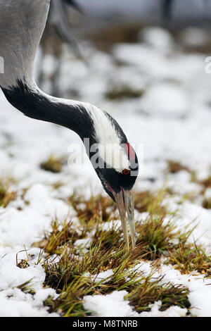 Kraanvogel foeragerend; Kranich Nahrungssuche Stockfoto