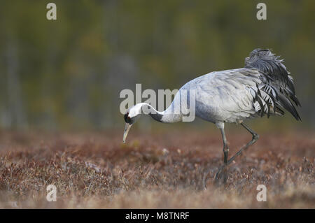 Kraanvogel foeragerend; Kranich Nahrungssuche Stockfoto