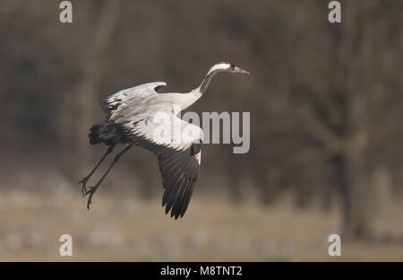 Kranich nach Fliegen; Kraanvogel volwassen Vliegend Stockfoto