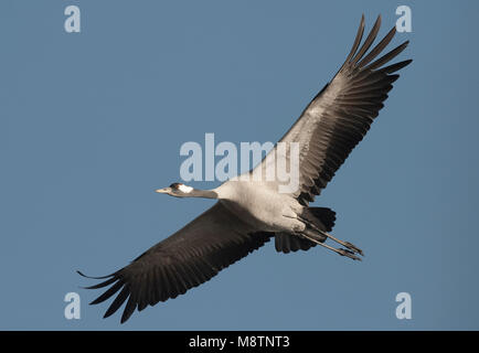 Kraanvogel vliegend; Kranich fliegen Stockfoto