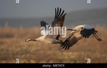 Kranich paar Fliegen; Kraanvogel paar Vliegend Stockfoto