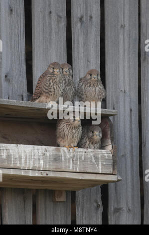 Torenvalk jongen zittend bij nestkast; Turmfalke Junge in der Nähe des Nistkastens gehockt Stockfoto