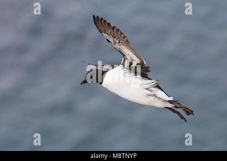 Zeekoet, Common Murre, Uria aalge Stockfoto