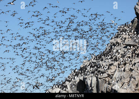 Zeekoet, Common Murre, Uria aalge Stockfoto