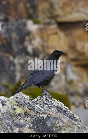 Kolkrabe thront auf einem Felsen, Raaf zittend op een Rots Stockfoto