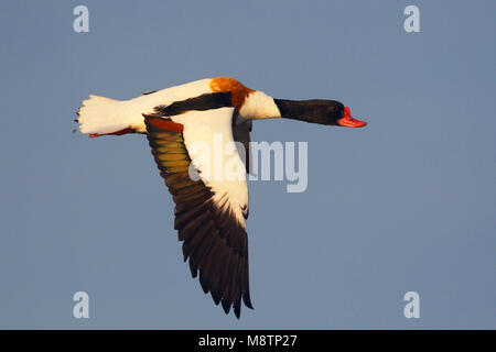 Bergeend mannetje Vliegend; Brandente männlichen Fliegen Stockfoto