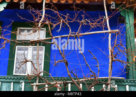 Terrasse, Veranda mit gemalten blauen Wand und Reben Reben Stockfoto