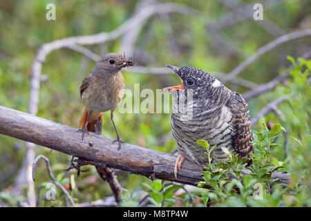 Kaki 0040 (Cuculus canorus) Kuckuck Kiiminki Finnland August 2008 Stockfoto