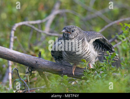 Kaki 0088 (Cuculus canorus) Kuckuck Kiiminki Finnland August 2008 Stockfoto