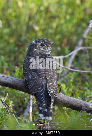 Kaki 0102 (Cuculus canorus) Kuckuck Kiiminki Finnland August 2008 Stockfoto