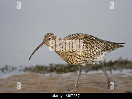 Eurasian Curlew zu Fuß am Strand; Wulp lopend op het Strand Stockfoto