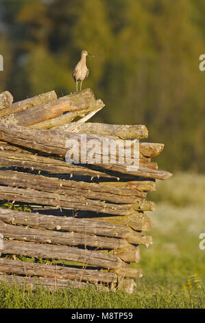 Eurasian Curlew thront auf Tod Holz; Wulp staand op Houten opslagplaats Stockfoto