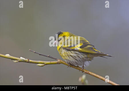 Eurasian Siskin männlichen thront; Sijs Mann zittend Stockfoto