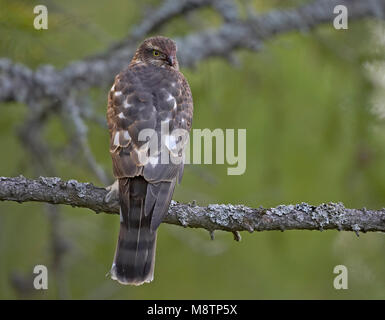 Sperwer, Eurasian Sparrowhawk, Accipiter nisus Stockfoto