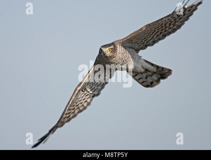 Sperwer, Eurasian Sparrowhawk, Accipiter nisus Stockfoto