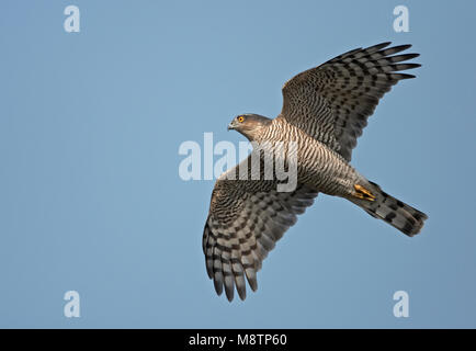 Sperwer, Eurasian Sparrowhawk, Accipiter nisus Stockfoto