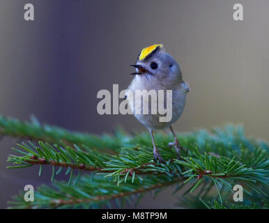 Goudhaan, Goldcrest Regulus Regulus Stockfoto