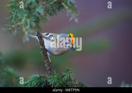 Goudhaan, Goldcrest Regulus Regulus Stockfoto