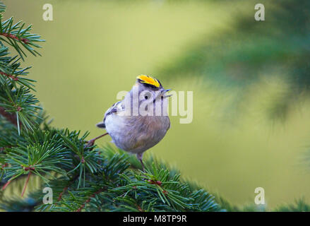 Goudhaan, Goldcrest Regulus Regulus Stockfoto