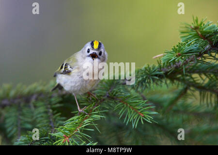 Goudhaan, Goldcrest Regulus Regulus Stockfoto