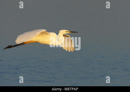 Grote Zilverreiger vliegend; Silberreiher fliegen Stockfoto