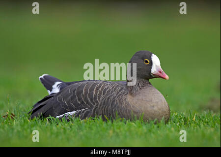 Dwerggans, Lesser white-fronted goose, Anser erythropus Stockfoto