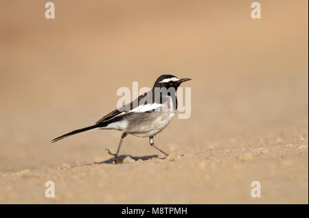 Indische Bonte Kwikstaart, Weiß der tiefsten Bachstelze, Motacilla maderaspatensis Stockfoto