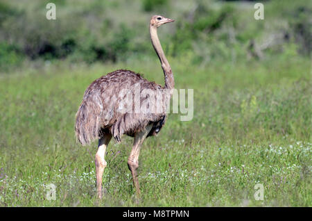 Somalischen Strauße (Struthio Buffalo-Springs molybdophanes) in Samburu NP, Kenia Stockfoto