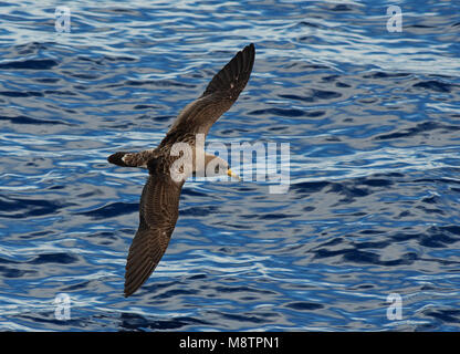 Kuhls Pijlstormvogel, Vliegend boven de Atlantische oceaan; Cory's Shearwater oberhalb der Altlantic Ozean fliegen Stockfoto