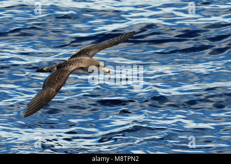 Kuhls Pijlstormvogel, Vliegend boven de Atlantische oceaan; Cory's Shearwater oberhalb der Altlantic Ozean fliegen Stockfoto