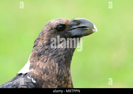 Witnekraaf, Weiß-necked Raven, Corvus albicollis Stockfoto