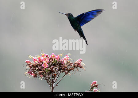 Vogel Bild von Laurens Steijn Stockfoto