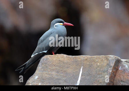 Inka-Seeschwalbe Stockfoto