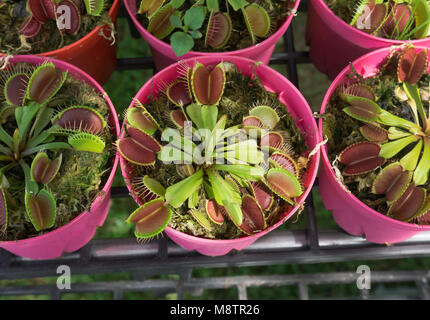 Closeup grüne Venus Fliegenfalle in kleinen rosa Pot Stockfoto