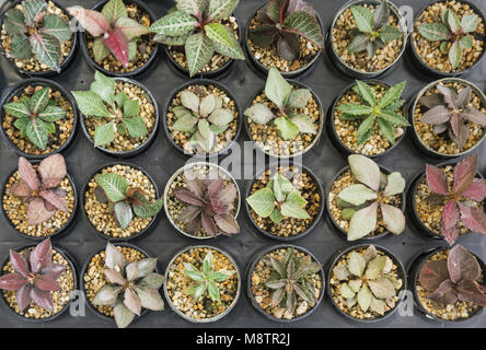 Gruppe von bunten Kaktus im Topf als Hintergrund, Ansicht von oben Stockfoto