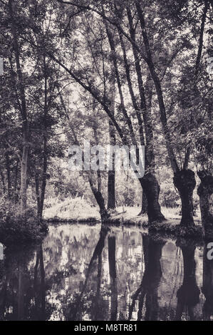 Reflexion der Bäume im Wasser des Marais Poitevin Stockfoto