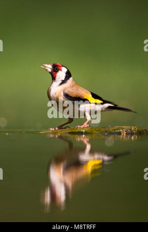 Putter bij drinkplaats ; Europäische Stieglitz am Trinken Website Stockfoto