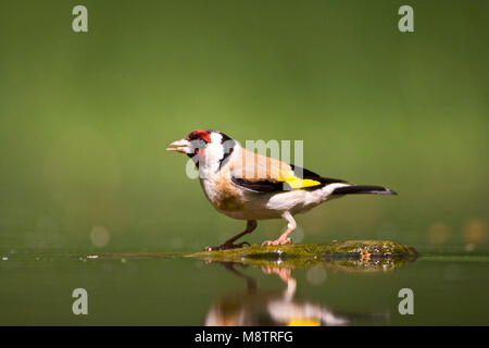 Putter bij drinkplaats ; Europäische Stieglitz am Trinken Website Stockfoto