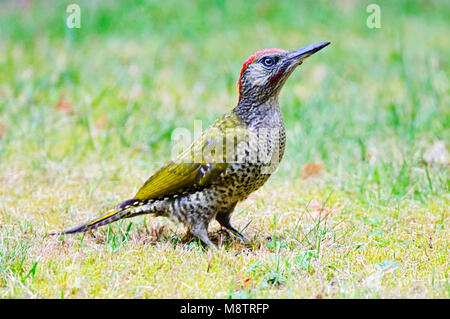 Juveniele Groene Specht; Juvenile europäischen Grünspecht Stockfoto