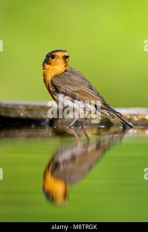 Roodborst bij drinkplaats ; Europäische Robin an Trinken Website Stockfoto