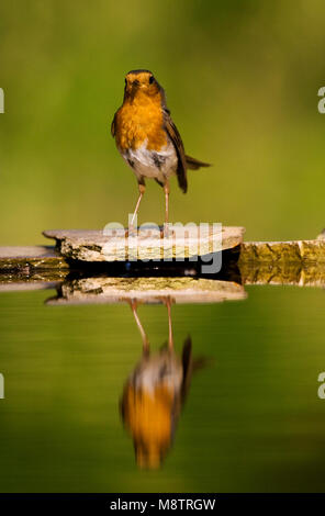 Roodborst bij drinkplaats ; Europäische Robin an Trinken Website Stockfoto