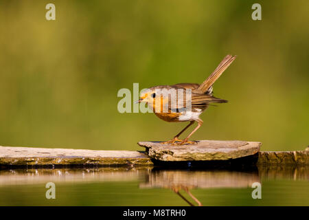 Roodborst bij drinkplaats ; Europäische Robin an Trinken Website Stockfoto