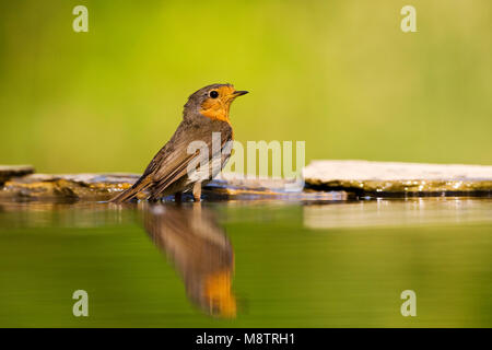 Roodborst bij drinkplaats ; Europäische Robin an Trinken Website Stockfoto