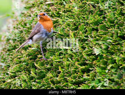 Roodborst zittend in de Heg; Europäische Robin in Hedge gehockt Stockfoto