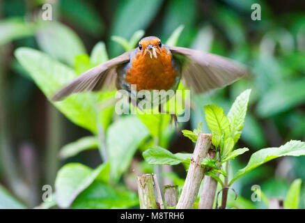 Roodborst vliegend naar zijn Nest; Europäische Robin fliegen in Richtung zu seinem Nest