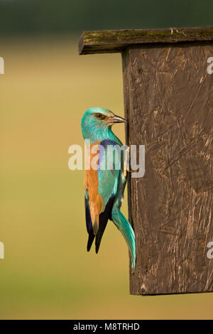 Scharrelaar bij nestkast ; europäische Rolle im Nest Box Stockfoto