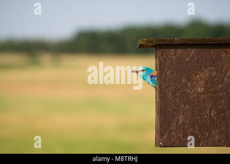 Scharrelaar bij nestkast ; europäische Rolle im Nest Box Stockfoto