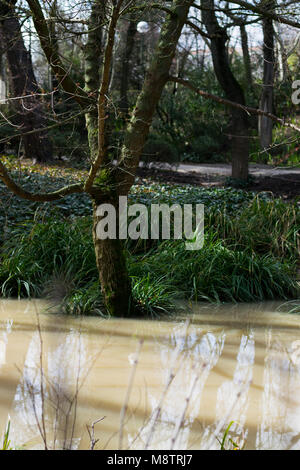 Baumstamm und Gräser wachsen aus Schlammigen Bach mit Reflexionen Stockfoto