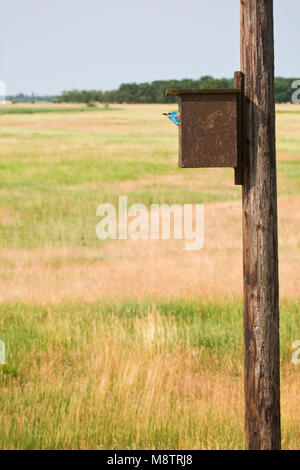 Scharrelaar bij nestkast ; europäische Rolle im Nest Box Stockfoto