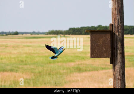 Scharrelaar bij nestkast ; europäische Rolle im Nest Box Stockfoto